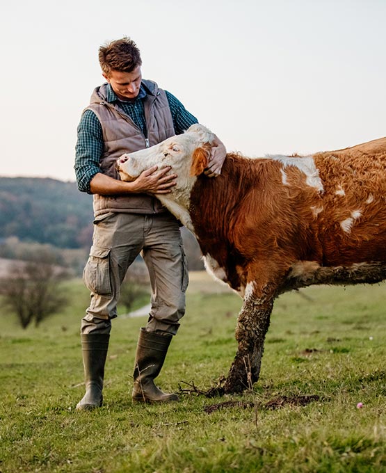 A male farmer and a cow in a field